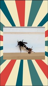 Bumble bee | T.T.P-Animals