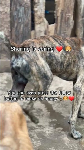 #music #dogs #puppy #fypppppppp #dogsofyoutube #cute #helpingotherswithapurpoo #youareoneofakind