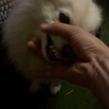 Donald Duck sound effect