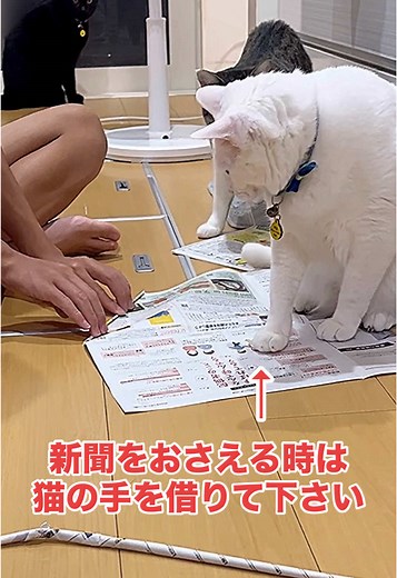 新聞の剣の作り方と猫のおもちゃ
