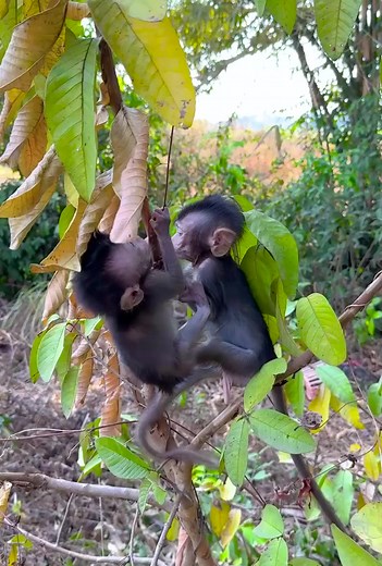 ( #pet #reelmonkey #cutemonkey #monkey #viralvideo #reel #babymonkey #fypviralシ #smartmonkey #tiktok #fy #animal #cute #littlebabymonkey #topvideoreel #amazingvideoreel #facebookviral #poormon #videoreel | Joro Journey | Facebook