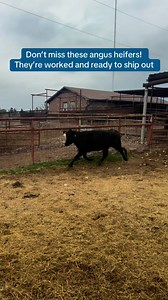 We’ve got 5 head of Beefmaster cross-type heifers, bred 5 to 7 months.✅ Big-boned, gentle, and ranch-ready✅ Completely worked and ready to turn out💲 $3,250 each📍 Located in Fairfield, Texas📦 Take the set or ask about pairing with similar cattle📞 Call or text Bubba @ 903-388-4472📞 Para Español, llame o envíe un mensaje de texto a Ricardo al 903-644-6545Why Buy From Us?✔️ Rutherford Land and Cattle LLC is a brick-and-mortar business focused on animal health and welfare✔️ All vaccinations give