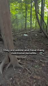 4.4K views · 30 reactions | There are literally giant puffballs EVERYWHERE in Ontario Canada  right now!! #mushrooms #mushroomhunting #fungi #wildedibles #foraging #forage #giantpuffball #puffballs #ontariocanada #nature #vlog #familyvlog #fullhappybelly | Fullhappybelly | Facebook