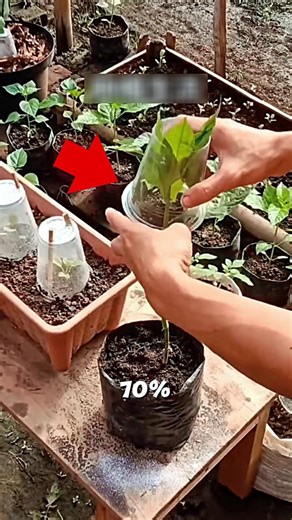 Smart Technique in Chili Cultivation🌶️🤯#farming