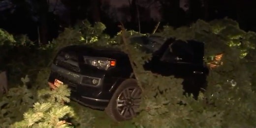 Video of tree falling on car in Canby surpasses 40,000 views