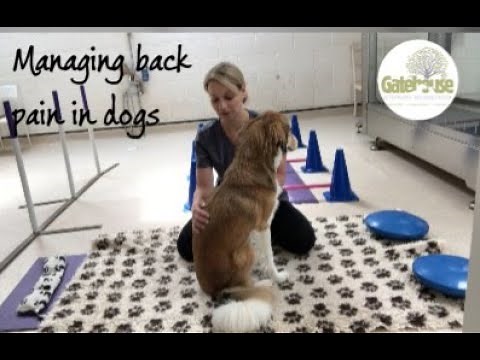 Managing back pain in dogs