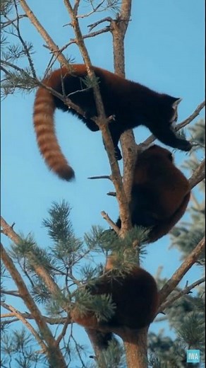 Red Pandas Put Their Tails to Good Use