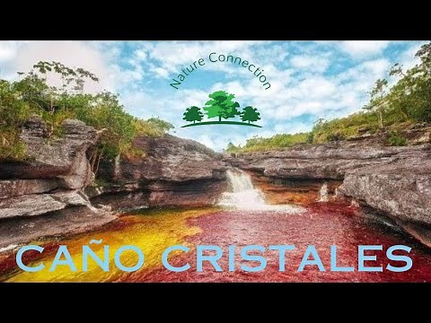 Dive into the Rainbow River Caño Cristales | Most spectacular river | Nature Connection