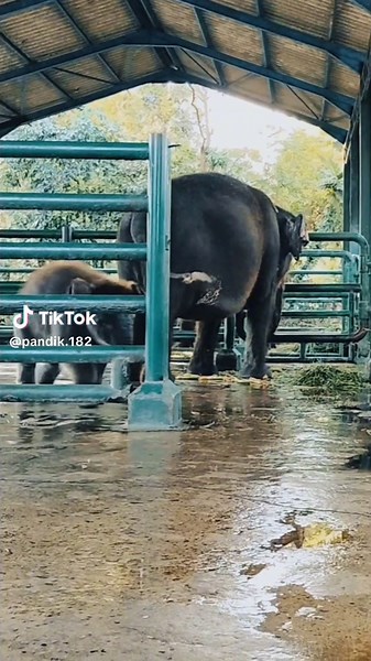 Tingkah Laku Lucu Gajah di Kebun Binatang Surabaya