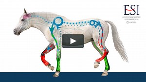 Central Pattern Generator Horse Animation