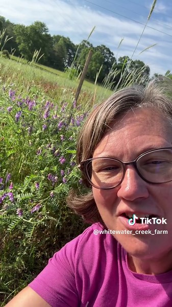 Hairy Vetch: Sustainable Cut Flower Techniques