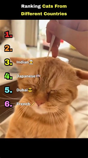 Ranking CATS FROM DIFFERENT COUNTRIES 🤣 #shorts