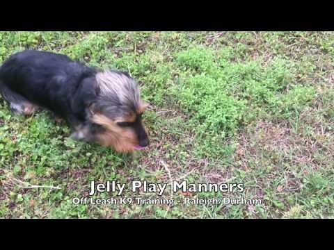 1yo Dachshund/Yorkie Mix "Jelly" Before and After - Small Dog Training Raleigh Durham