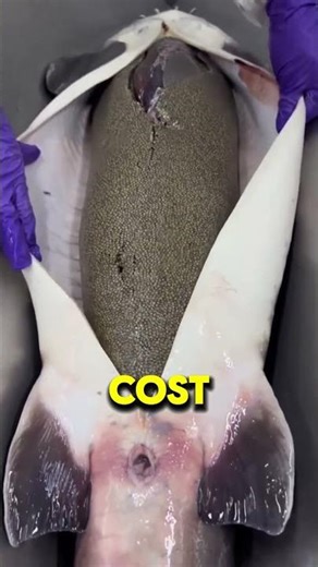 Extracting caviar from sturgeon fish