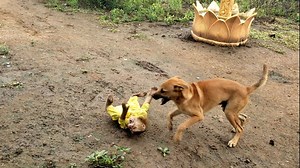 Soo very happy with his dog friend in playing to reduce stress | Monkey Soo