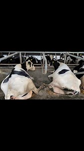 #dairyfarming #DairyDiaries | Dairy Diaries