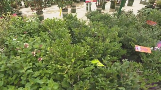 Learn the basics of landscape design