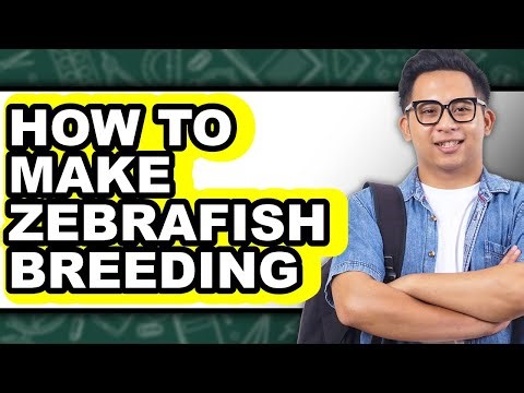 How To Make Zebrafish Breeding - Easy Guide