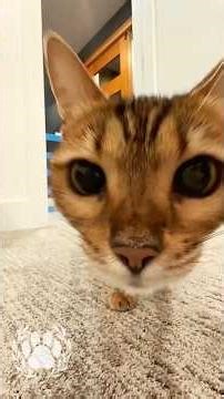 Cat Tape Jump Trend 😹🐱 | MarvelTheCat