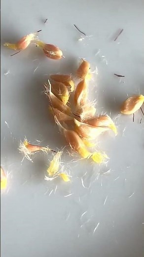 Rose Hips and Itching Powder