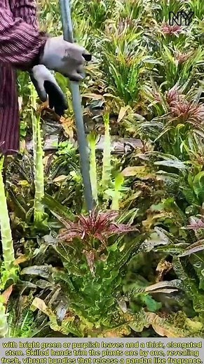 Harvesting Royal Lettuce: The Crisp & Aromatic Winter Queen.
