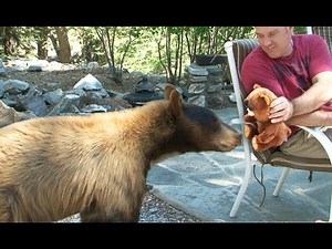 Feisty Pet Plush Bear Attacked by Wild Bear, invades family cabin (by William Mark Corporation)