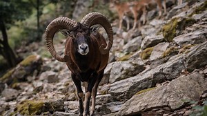 Hidden forest camera captures wildlife moments