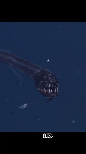 esse animal parece um alienígena 😱😱#bichologico #curiosidades #animais #curiosidade #mundoanimal