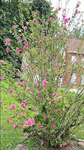 Rose of Sharon in Full Bloom 🌸 | Nature's Late Summer Beauty
