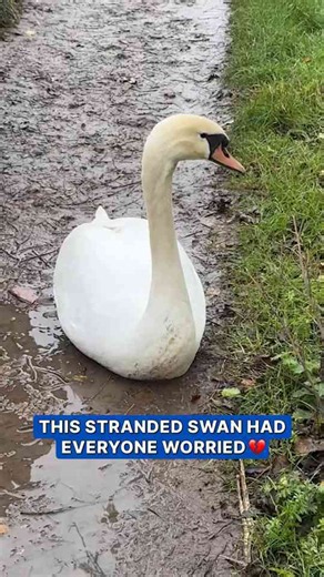 Injured swan reunited with its lifelong mate