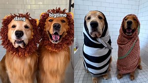 Giving My Golden Retriever Dog a Bath – No Drains Were Harmed, But Linda’s Back Was! 🐶🧼