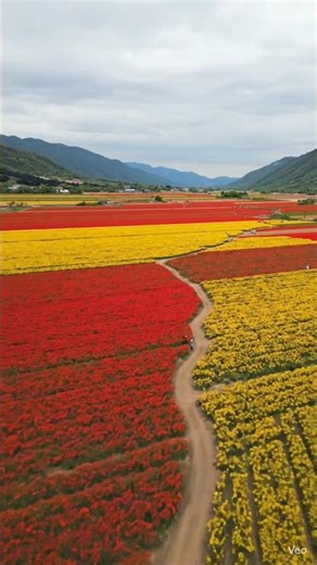 Endless Flower Valley From Above 🌸 | Colorful Nature Spot
