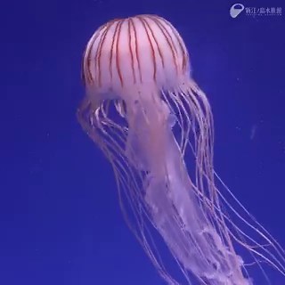 アカクラゲ📍クラゲファンタジーホール旧・江の島水族館で最初に繁殖を成功させたクラゲ現在開催中の特別イベントでもポイントとなっている展示です#クラゲ