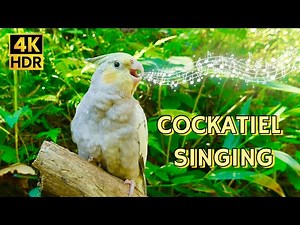 Beautiful Cockatiel Singing in Nature - 1 Hour Relaxing Bird Sounds (4K HDR)