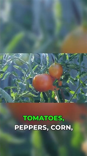 Mycorrhizal Fungi: How to Apply & What Plants Love It! 🪴