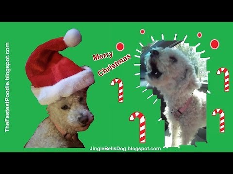 Jingle Bells Dogs Barking - Funny Christmas Card - Funny Christmas Music