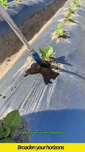 Humic acid water soluble fertilizer #wood