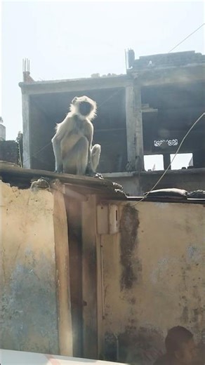 Vadro Kevo #bandar #shorts #kamleshrathavaofficel31