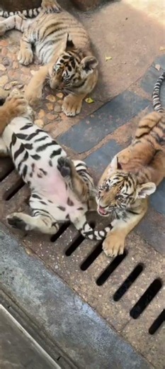 Baby Tiger Cubs Having the Best Day Ever🤭😍😁