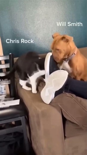 Slap 😂#meme #memes #lol #comedy #funny #fun #humor #funnymemes #memesdaily