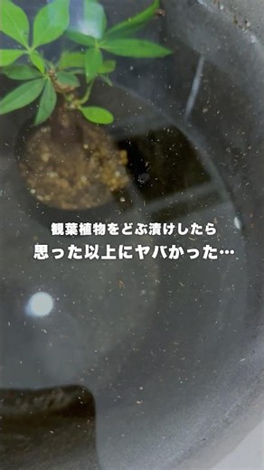 観葉植物の虫がヤバすぎた #観葉植物 #虫対策