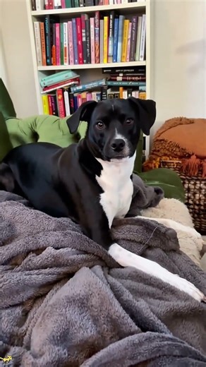 Puppies trip over their own tails 🤣🥺 #fyp #dog #viral #funnyvideos #Funny