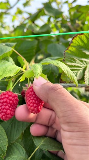 Raspberry Farm Experience in Scotland