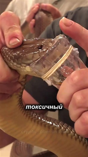 Ядовитые