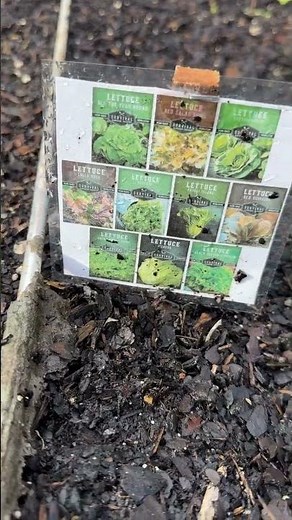 Grow Your Own Salad! 🥬 Raised Bed Lettuce from Seed #garden #lettuce #shorts #growyourownfood