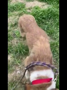 ✈️✈️HOOCH IS READY TO FLY. Is there anyone who needs a buddy for bit until we can find him his forever home?? Don’t forget foster cost nothing but some time a lots of LOVE!! ✈️✈️ Hooch has been at the garden for 314 days!!! He has everything completed to fly but desperately needs a foster! Hooch is a 2 year old Hound Mix. He has on and off paralysis of his hind legs. But remains on all 4 legs majority of the time. He has the ability to get back up on his own. He also has full control over his bl