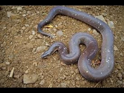 The Mexican Burrowing Python