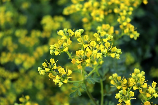 Voici les 9 plantes à avoir pour éloigner (définitivement) les rats du jardin