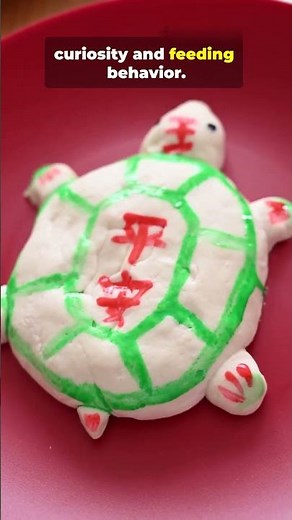 Which colours are turtles most attracted to? #turtlehabitat #turtlesworld