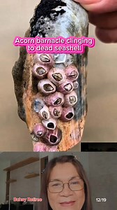 This acorn barnacles found a spot to attach to #barnacles #fblifestyle | Wylynda Ilagan